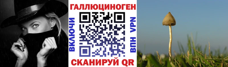 MEGA маркетплейс  Трубчевск  Псилоцибиновые грибы GOLDEN TEACHER 
